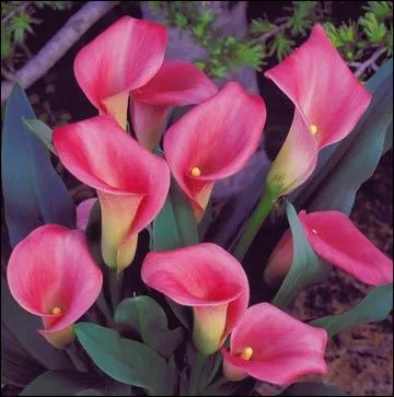 Comment se nomme cette fleur ?