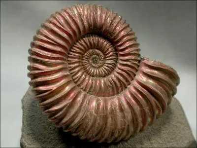 Les ammonites taient :