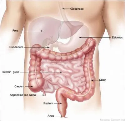En anatomie, qu'est-ce que la 'lumire' ?