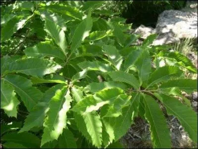 Donnez le nom de cet arbre.