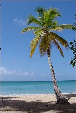 Cet arbre se trouve sur les les. Il s'agit du...