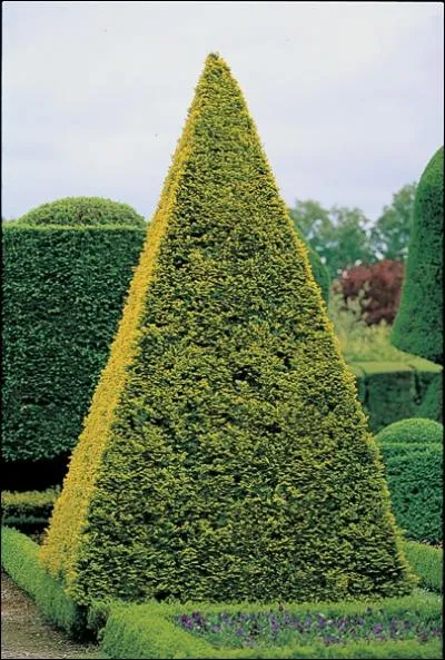 Quel est cet arbre qui est dangereux pour les chevaux ?