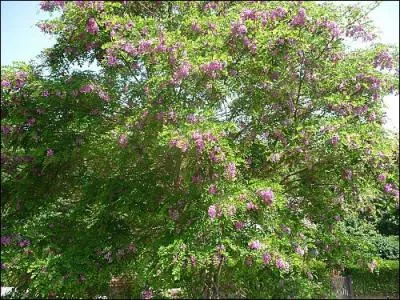 Quel est ce bel arbre ?