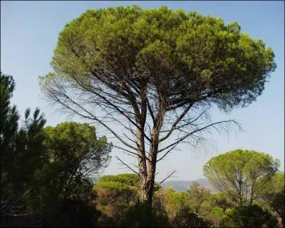 Quel est le nom de ce conifre ?