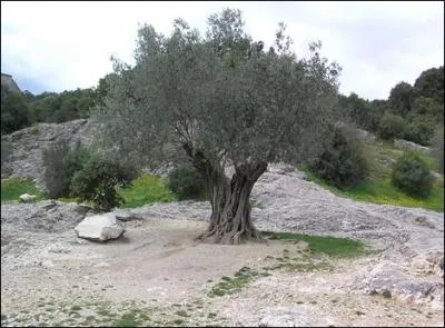 Donnez le nom de cet arbre.