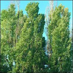 Cet arbre se nomme...