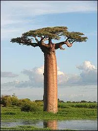 Quel est le nom de ce gros arbre ?