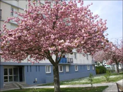 Comment appelle-t-on cet arbre fruitier ?