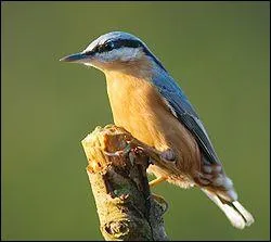 Quel est ce passereau qui niche dans les arbres morts ?