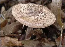 La lpiote brun incarnat est un champignon :
