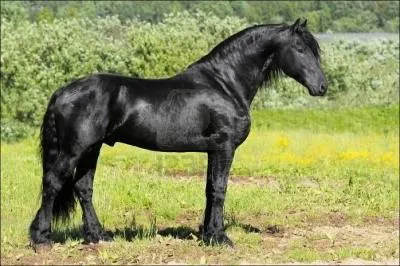 Le cheval a les poils, les crins et la peau noirs et les yeux foncs. Quelle est cette robe ?