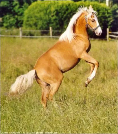 Ce cheval possde des poils fauves clairs plus ou moins dors. Il a aussi les crins blancs, argent plus clair que les poils. Sa peau peut-tre noire ou grise. Cette robe est :