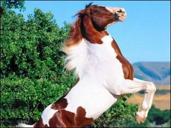 Cette robe est compose de poils blancs et de poils marrons trs distincts, cette robe est appele :