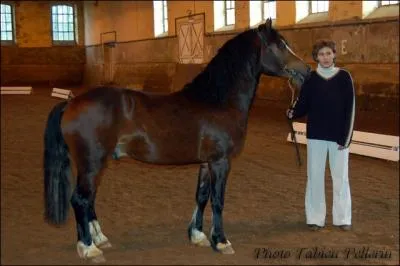 Cette robe fait partie de la famille du 'bai', elle est compose de poils fauves foncs. Crins et peau noirs, sans oublier les extrmits noires. Cette robe est :
