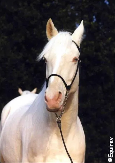 Je pense que c'est la seule robe qui est caractrise par des yeux bleus ou verts. La peau est rose, les poils sont de couleur 'crme', les crins peuvent tre 'cremello' et parfois gristre. C'est :