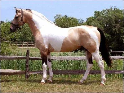 Et enfin, cette magnifique robe est tout simplement :