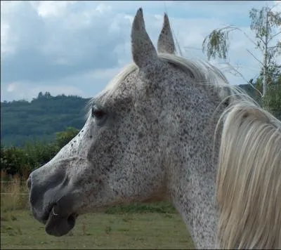 Cette robe est caractrise par des poils et des crins blancs agrments de petites taches fonces, elle possde aussi une peau noire ainsi que des yeux foncs. Cette robe se nomme :