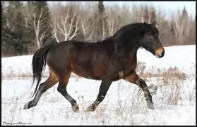 Cette robe est compose de poils fauves sur les naseaux, les flancs, les grassets, le ventre et l'intrieur des cuisses, et le reste du corps est noir. Les crins et la peau noirs. C'est :