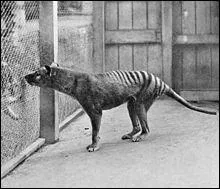 Quel est cet animal ?