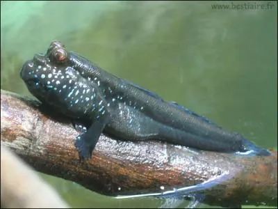 Quel est cet animal ?