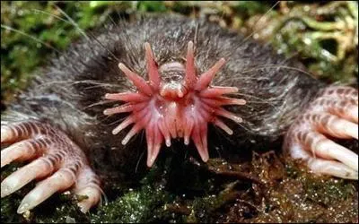 Quel est cet animal ?