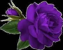 De quelle couleur est la fleur ?