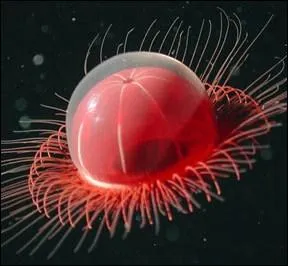 En milieu aquatique, de quelle couleur brillent le plus gnralement les animaux capables de produire leur propre lumire ? (la photo rouge a t choisie exprs pour ne pas donner la bonne rponse)