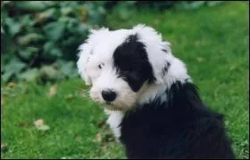 Quel est ce chiot ?