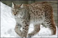 Quel est l'autre nom du lynx ?