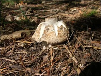 En plein milieu d'une fort sur la paille c'est ... ...