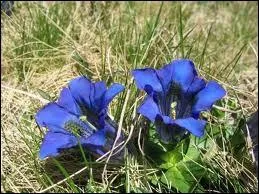 Cette fleur trs connue que l'on trouve jusqu' 2500 mtres dans les Alpes ... ...