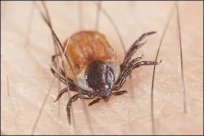 La ''borréliose'' est aussi appelée maladie de Lyme. Elle est transmise par les tiques et les poux. Cherchez l'intrus parmi ces symptômes !