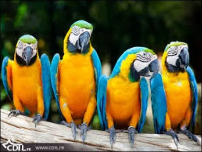 Quelle maladie provoquant des troubles broncho-pulmonaires est transmise par les perroquets ?