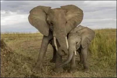 Une ''salpingite'' est une inflammation des...