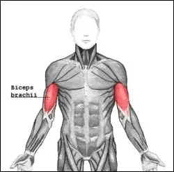 L'homme possde un biceps dans la cuisse.