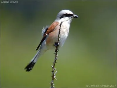 La Pie-Griche stocke ses proies en les empalant sur des pines.