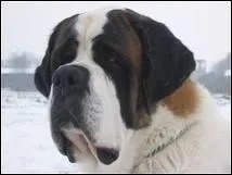 Le musée du Grand-Saint-Bernard, consacré à ses chiens sauveteurs :