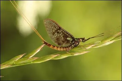 Les phmres adultes ne possdent pas : (2)