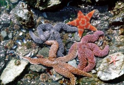 Certaines espèces d'étoiles de mer sont capables : (2)