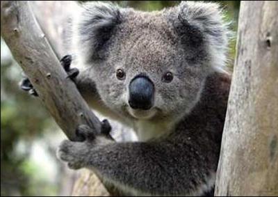 Le koala a un mode de vie très particulier : (4)