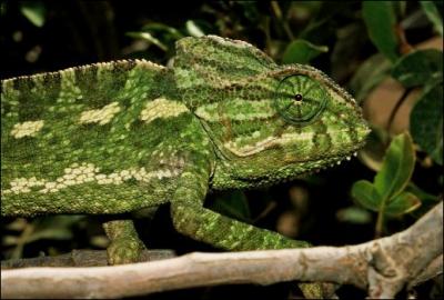 Parmi ces reptiles, lequel change de couleur en fonction de son environnement ? (1)