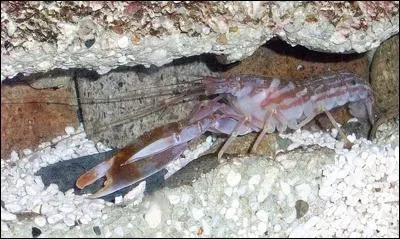 En claquant ses pinces, la crevette pistolet est capable : (3)