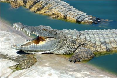 Les muscles qui permettent l'ouverture de la mâchoire d'un crocodile sont tellement puissants qu'il pourrait soulever un gnou. (1)