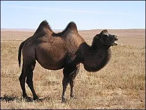 Combien de litres d'eau un chameau est-il capable de boire en une seule fois au maximum ? (1)