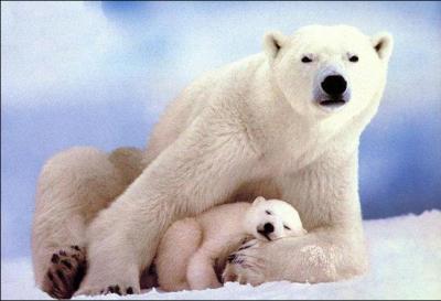 De quelle couleur est la peau de l'ours polaire ? (1)