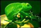 Quelle est la couleur de la grenouille en Allemand ?