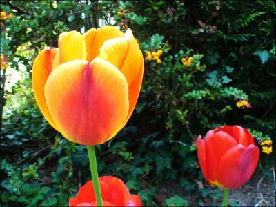 Les tulipes font la fiert de tous les Hollandais. De quel endroit proviennent-elles  l'origine ?