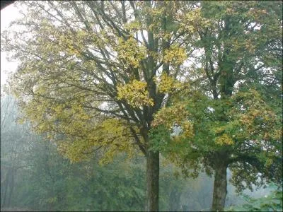 Quel arbre parmi les plus grands, peut atteindre quelques milliers d'annes ?