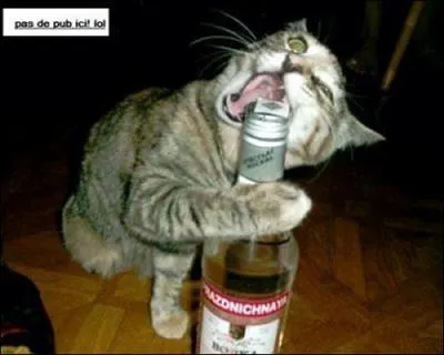 Dcidment, les chats aiment la vodka. La vodka, nous vient principalement de Russie, on peut le voir sur cette photo grce au type d'criture sur la bouteille. Quel alphabet utilise-t-on en Russie ?