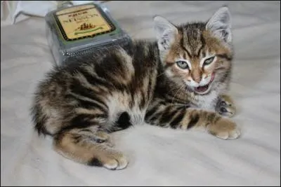 Regardez bien , la photo et vous pourrez me dire de quoi  abuser ce chat ? ( Cliquez sur la photo)